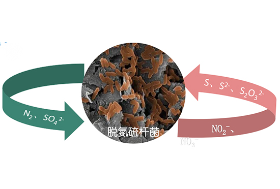 自養(yǎng)反硝化極限脫氮工藝 ADF